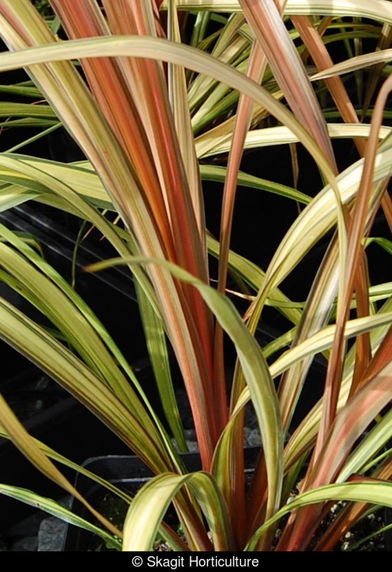 Cordyline Dancing Cha Cha Skagit Horticulture