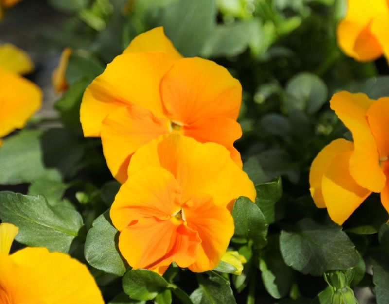 Viola Halo Golden Yellow | Skagit Horticulture Liners