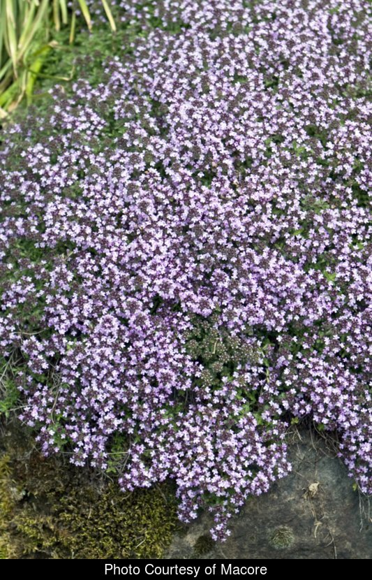 wooly thyme seed